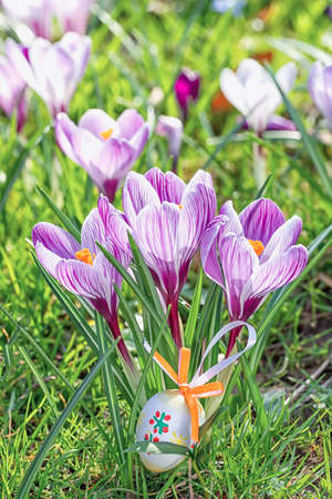 Easter eggs with crocus flowers の写真素材