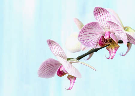 Pink orchid on a blue backgroundの写真素材