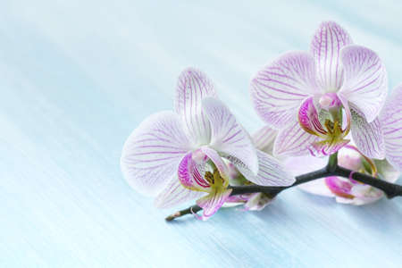 Pink orchid on a blue backgroundの写真素材