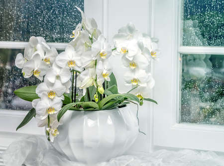 Background with white orchidの写真素材