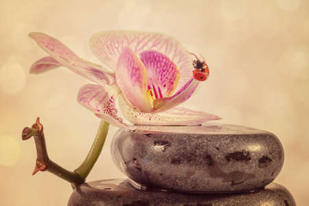 Zen stones and orchid with retro filter effect の写真素材