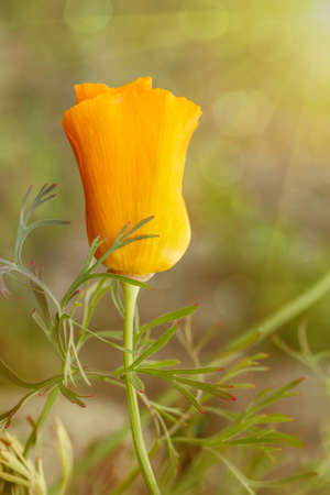 Yellow poppy with retro filter effectの写真素材