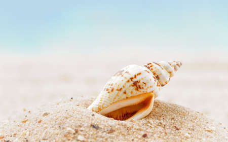 Shells  on sandy beach の写真素材