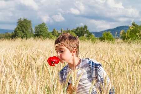 Boy in wheat fieldの写真素材
