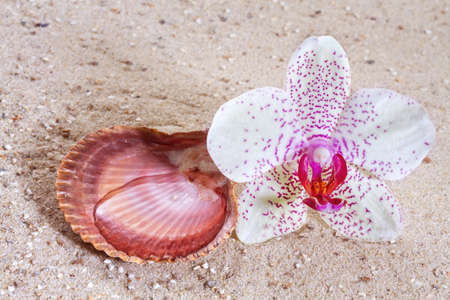 Orchid  in the sand の写真素材