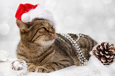 European cat with Christmas decorationsの写真素材