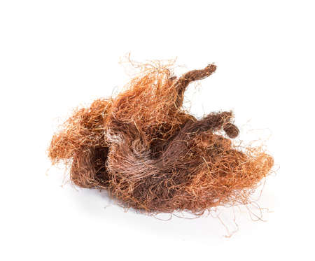 Dry corn silk (Stigmata Maydis) on a white backgroundの写真素材