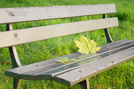 Autumn leaves on a park benchの写真素材