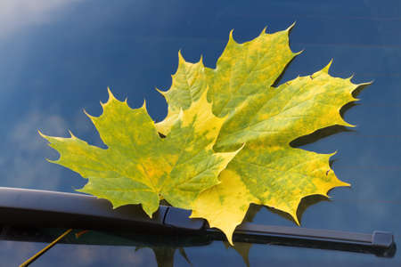 autumn leaf on a car windshieldの写真素材