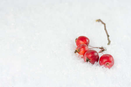 Paradise apples in the snow backgroundの写真素材