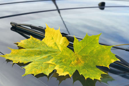 autumn leaf on a car windshieldの写真素材