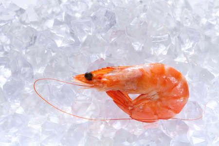 Prawns on Iceの写真素材
