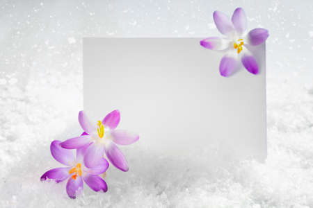 Crocus flowers in the snowの写真素材