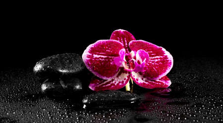 Orchid flower with zen stones on black backgroundの写真素材