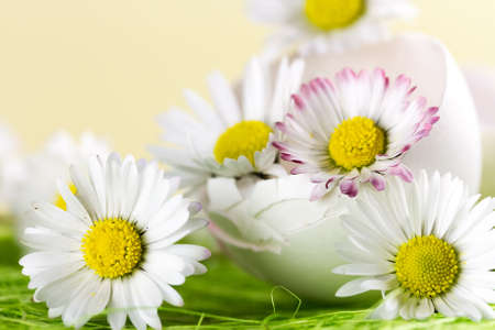 Bouquet of daisies in an eggshell. Shallow depth of field.の写真素材