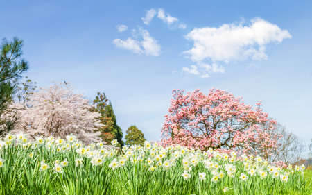 Spring landscape with  narcissus.の写真素材