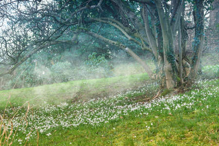 Spring landscape. Snowdrops in the meadow.の写真素材