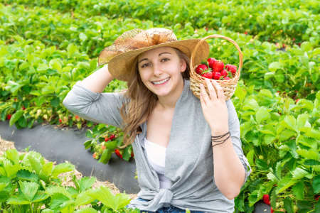 Harvesting girl on the strawberry field.の写真素材