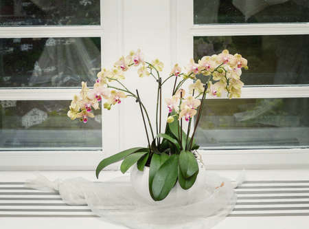 Pink orchid on a window sill.の写真素材