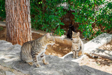 Street cats are waiting for foodの写真素材
