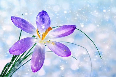 Crocus flower under falling snowの写真素材
