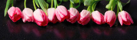 Horizontal panorama with pink  tulips on black background.の写真素材