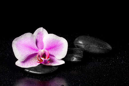 Pink orchid with zen stones and water drops on a black backgroundの写真素材