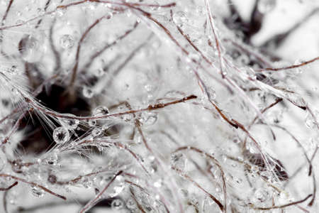 Macro photo of fluffy seeds of the clematis with dew drops. Selective focusの写真素材