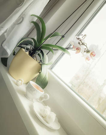 Cup of tea and candy on a rainy day in front of the wet city windowの写真素材