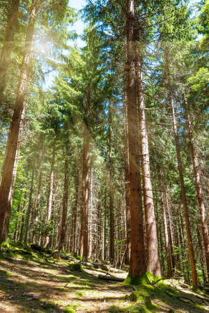 Beautiful morning scene in the forest with sun raysの写真素材