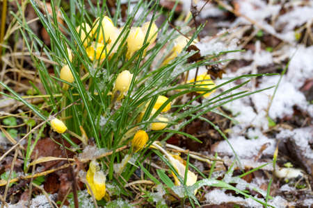 Yellow Crocuses in snow. Spring background.