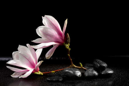 Magnolia Flowers and zen stones on the black backgroundの写真素材