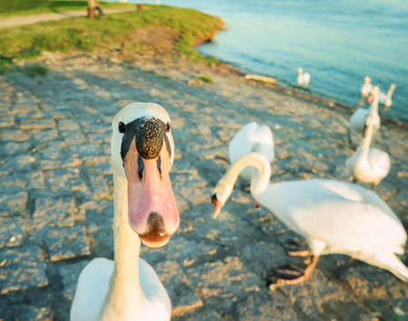Swan in anticipation of feeding on the shore of the Rhine river. Toned image