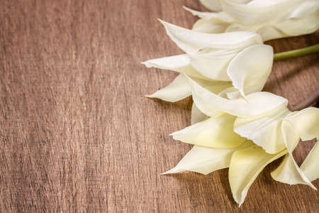 White tulips on a wooden backgroundの写真素材