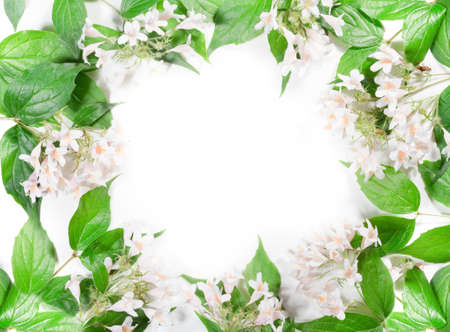 Panoramic Green leaves and flowers on white backgroundの写真素材