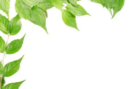 Panoramic Green leaves on white backgroundの写真素材