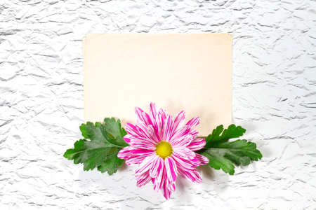 Old Paper with Chrysanthemum. Lying down, overhead view.
