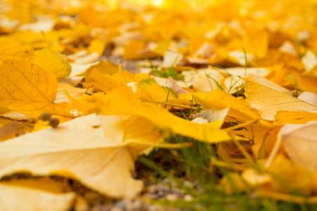 Background of Autumn Leaves. Autumn Foliage. Shallow depth of fieldの写真素材