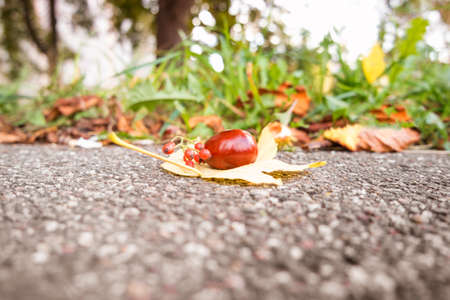 Autumn background with chestnut and rosehipの写真素材