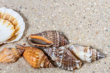 Travel background with sand and shells. Summer beach.