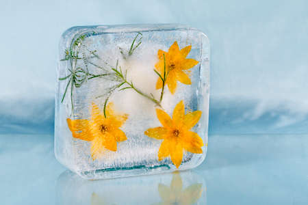The composition of yellow flowers, frozen in ice.の写真素材