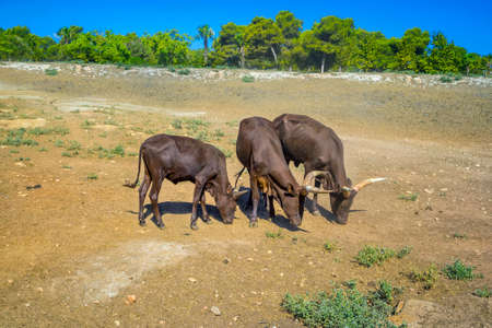 Group of brown Watusi Cowsの写真素材