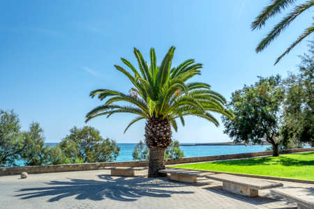 Tropical landscape with palm tree on the waterfront.の写真素材