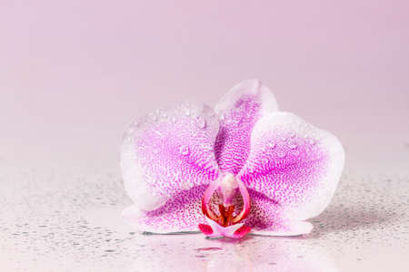 Pink orchid with dew and reflection. Toned imageの写真素材