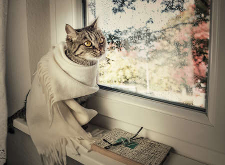 Striped cat sits on the windowsill, looking at the rain. Toned imageの写真素材