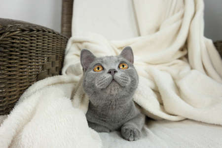 Blue British cat covered with blanketの写真素材