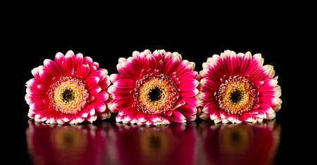 pink gerberas on a black backgroundの写真素材
