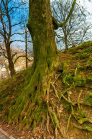 tree roots and green forest.  Oil painting effect.