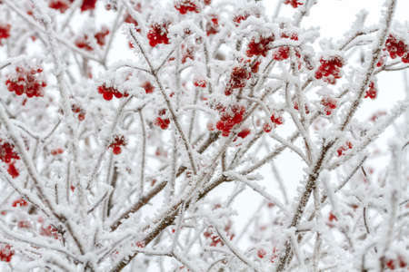 Red berries of Viburnum in the snow on a branch