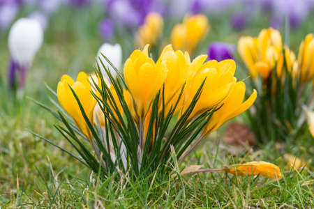Crocus flowers in morning dew
